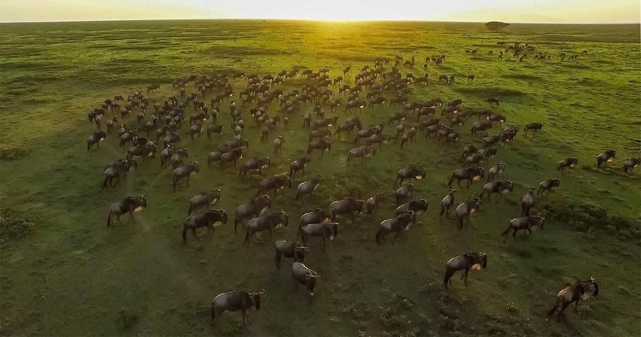 Wildebeest migration in the Serengeti